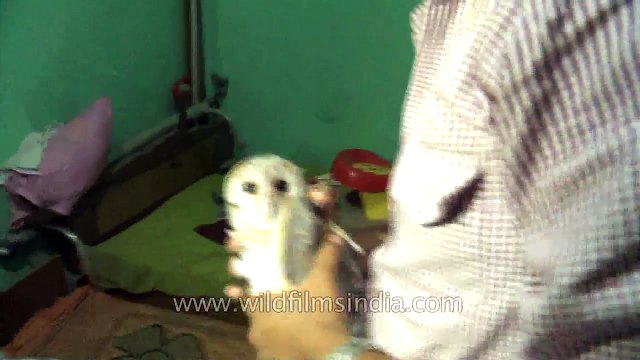This cute Barn Owl was rescued in New Delhi city