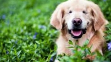 After This Blind Dog Got Surgery To See Again, His Adorable Reion Touched 14 Million He