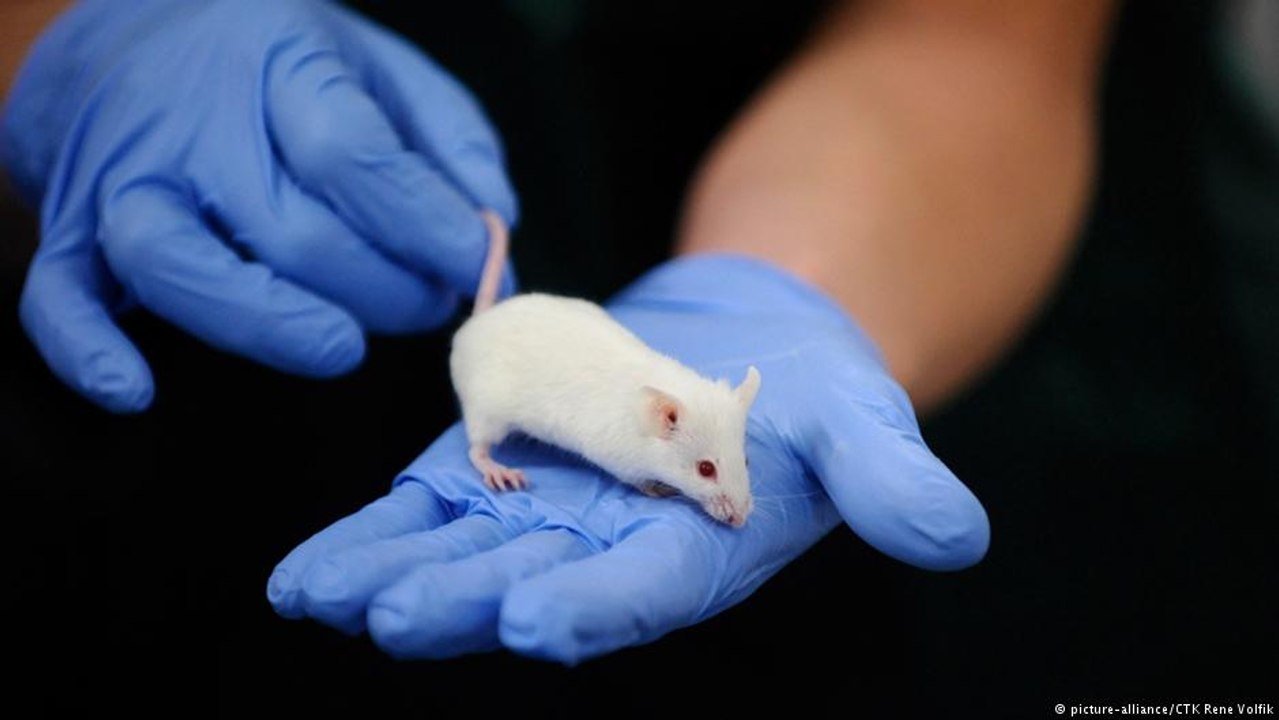 O método que substitui testes com animais