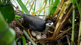 Wild birds incubating eggs in nest