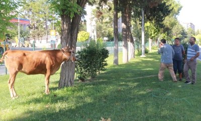 Kurbanlık dana ortalığı böyle birbirine kattı