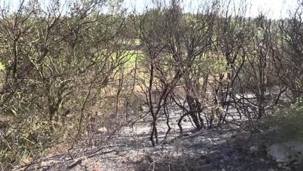 Orman Yangını Kontrol Altına Alındı