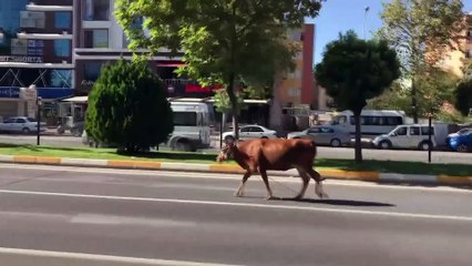 Kaçan dana vatandaşlara zor anlar yaşattı - ADIYAMAN