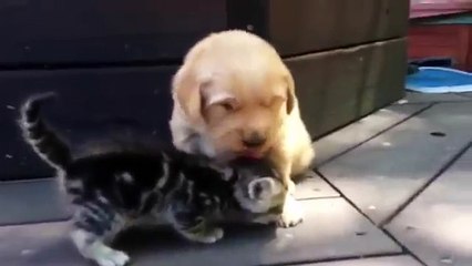 This Kitten Loves His New Friend, The Golden Retriever Puppy