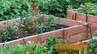 Secrets to a successfull urban garden with little work.