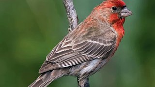 Red House Finch Song bird Singing