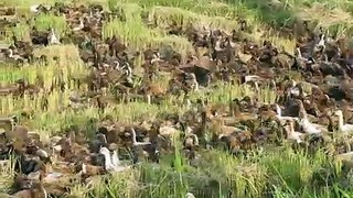2000 Ducks