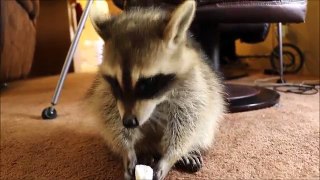 Raccoon Eating Marshmallow (CUTEST!)HD