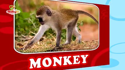 Monkey Learning Animal Sounds and Names for Kids & Toddlers | BabyTV