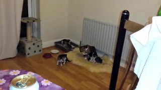 Cat rejects her 4 weeks old kittens