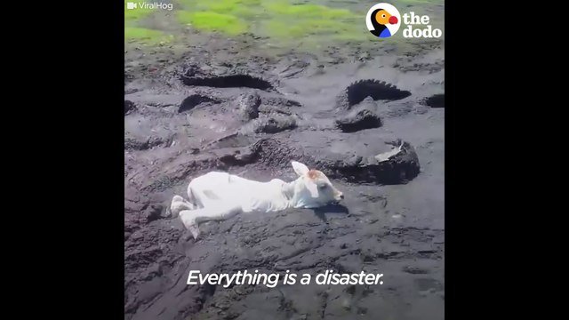 Un veau se retrouve piégé dans la boue, entouré par des alligators