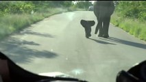 Un bébé éléphant courageux vient défendre maman... Adorable