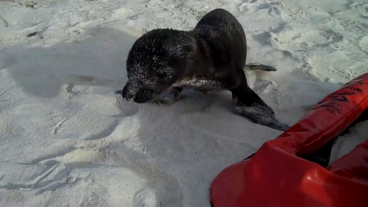 Un bébé lion de mer rend visite à cette touriste... Adorable