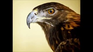 Golden Eagle Cry
