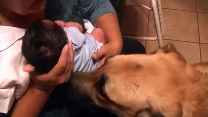 German Shepherd Dogs Meeting a Baby