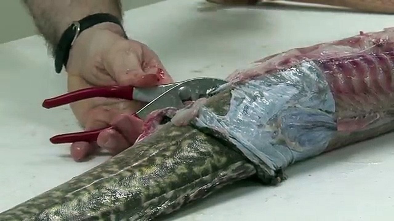 How to Clean a Burbot