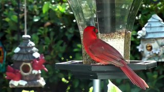 Bird Feeder Cam FYV 1080 HD