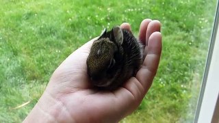 feeding wild cottontail baby rabbit