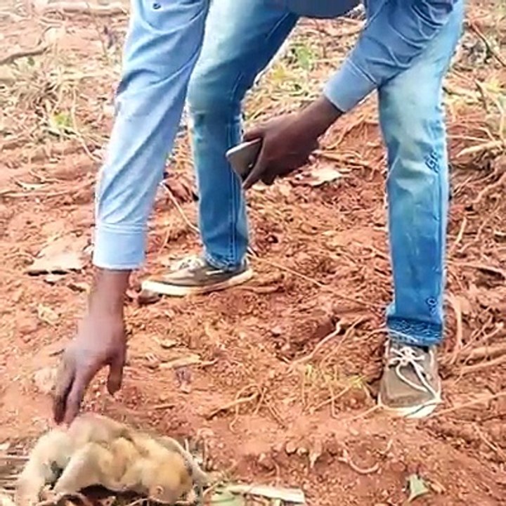 Nigerian man cuddles a bush baby he found inside his farm in Ogun State