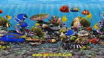 3D Fish School Aquarium Screensaver Tropical Fish Tank for Windows HD