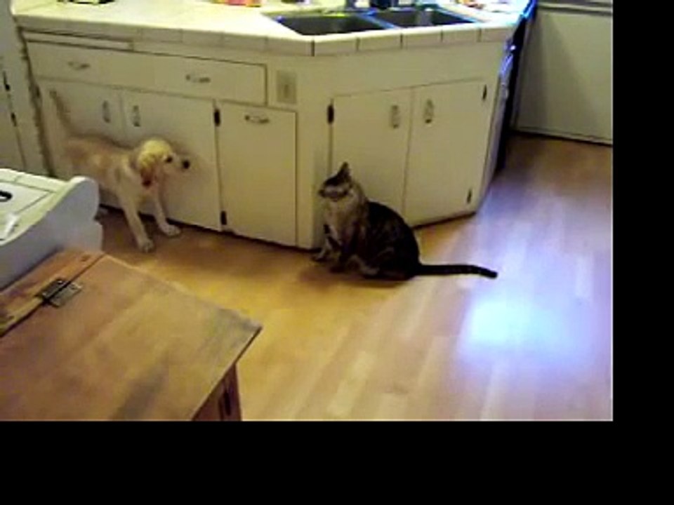 Lab Puppy meets Kitty