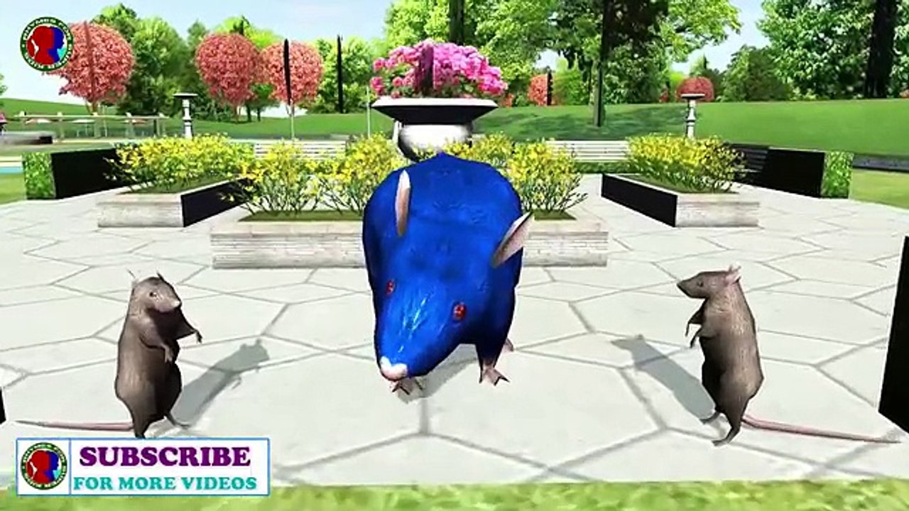 Rat Finger Family Rhymes Rat finger Rat Finger where are you Toddlers kids songs Education