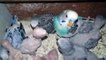 Budgies birds breeding box & budgies eating ( birds videos)