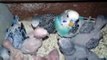 Budgies birds breeding box & budgies eating ( birds videos)