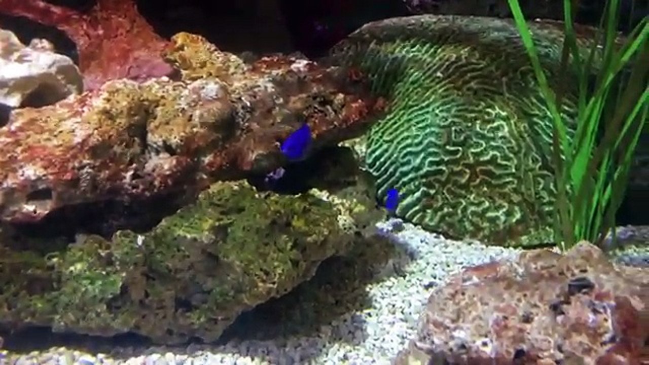 Kids Pretend Play, Shopping, Blowing Bubbles! Fun Educational Video for Children