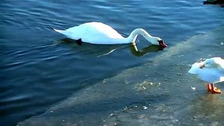 Beautiful Swan Wildlife Midwest