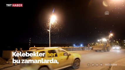 Kelebeklerin "ölüm uçuşu" görsel şölene dönüştü