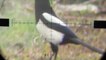 Air Rifle Hunting Magpies Pest Control video 5 /new