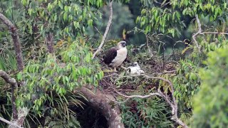 Nesting Philippine Eagle with Eaglet