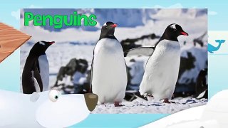 PENGUINS: Animals for children. Kids videos. Kindergarten | Preschool learning