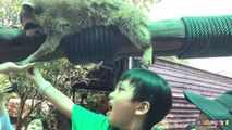 FEEDING ANIMALS IN FARM in the City Malaysia | Zoo Safari petting animals for kids
