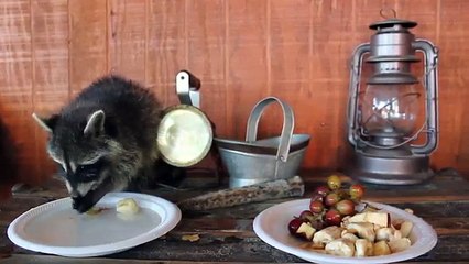 Do Raccoons make good pets? Yes or No ?