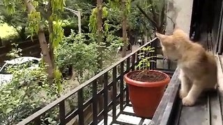 Surprise Visitor Kitten