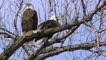 Eagle Nature Stunning HD Video Nature wildlife Winter World Nature Birding in HD Minnesota