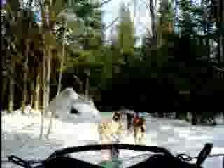 chiens de traineau-mars2006