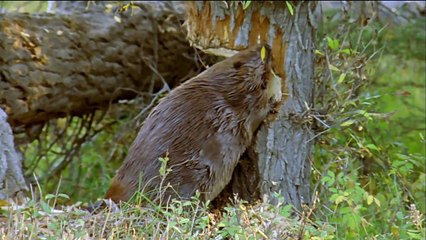How Beavers Build Dams | Leave it to Beavers | PBS
