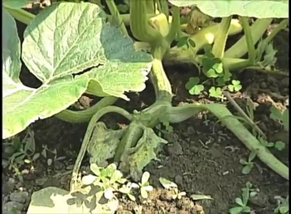 Giant Pumpkins