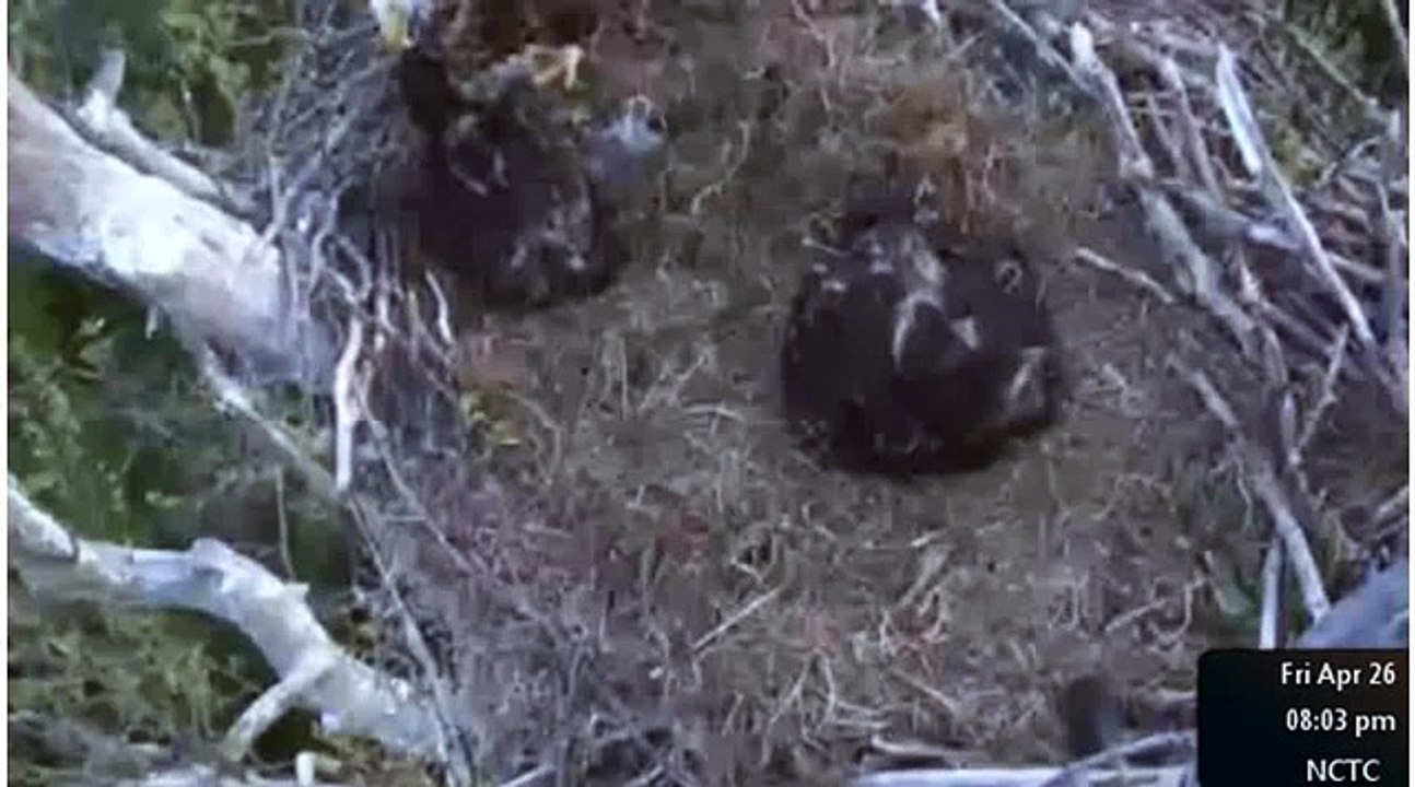 April 26 new NCTC Eagles Feeding; Kids Spend their First Night Alone