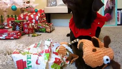 Christmas Morning ~ Dogs Opening Christmas Presents