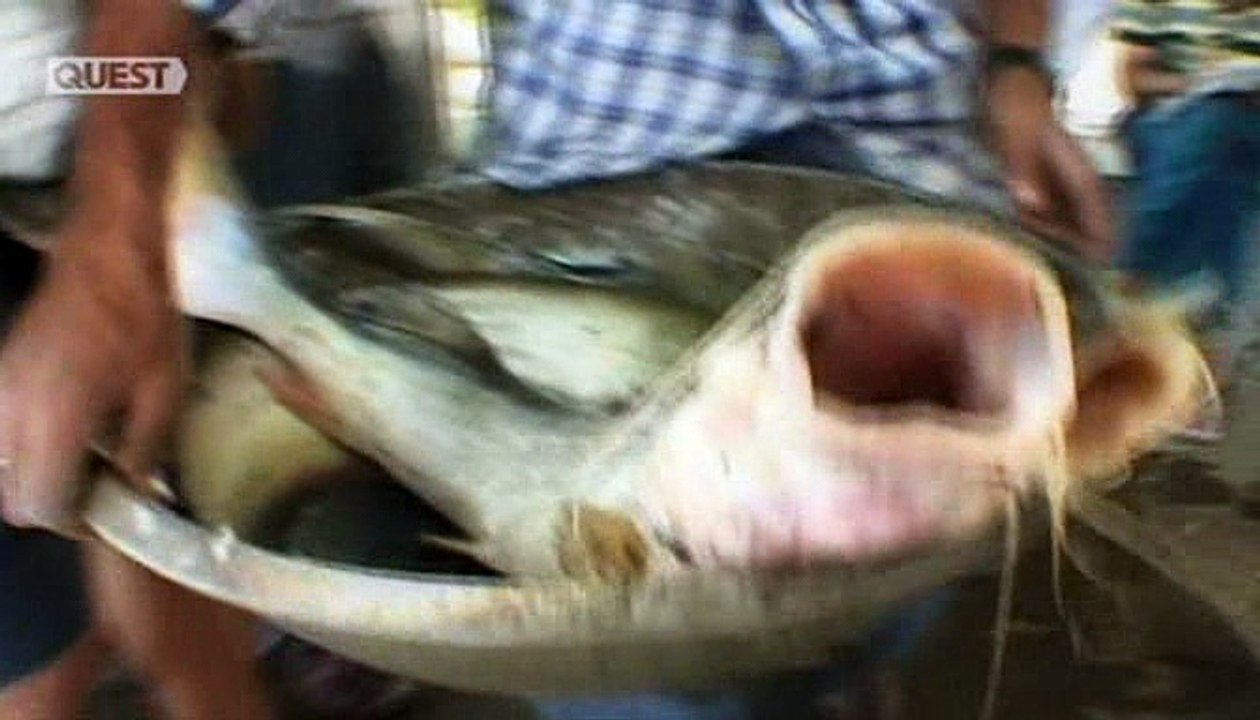 Jungle Hooks S01E03 India Reservoir Cats