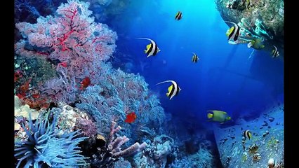 DigiFish Aqua Real 2 Screensaver