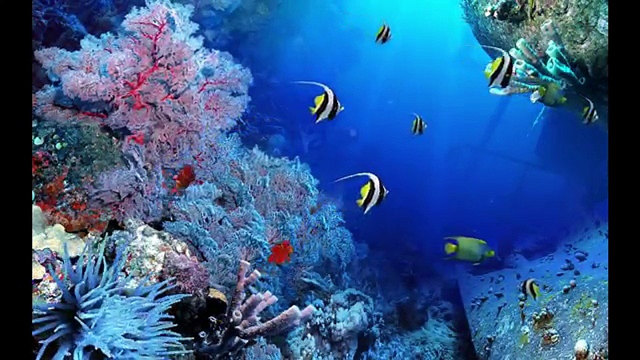 DigiFish Aqua Real 2 Screensaver