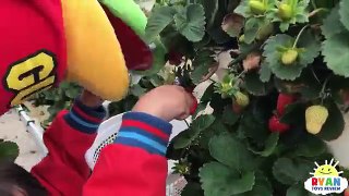Kids Strawberry Picking at the Farm! Family Fun Kids Play Area with Giant Slides Children