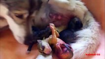 Life of Siberian Husky dog breed- Mom dog gives birth to cute puppies