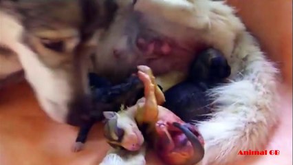 Life of Siberian Husky dog breed- Mom dog gives birth to cute puppies