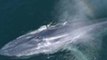 Drone Footage Shows Whales Close to Surface at Monterey Bay